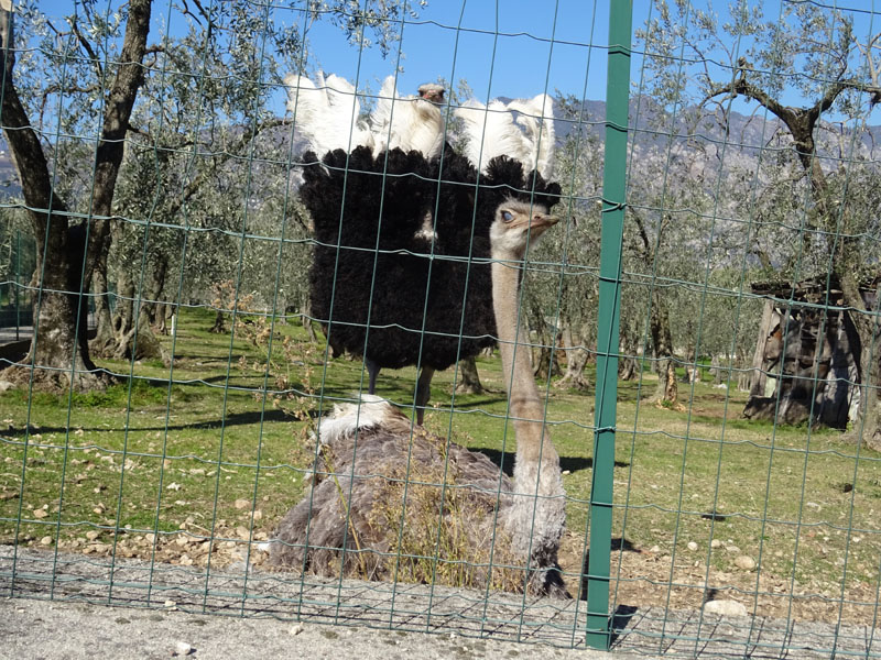 accoppiamento di struzzi.....con video
